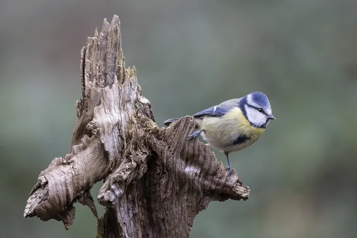 Framed Print : Blue tit (Parus caerulea), Emsland Framed Print : Blue tit (Parus caerulea), Emsland