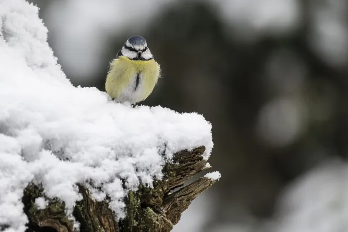 Framed Print : Blue tit (Parus caerulea), Emsland