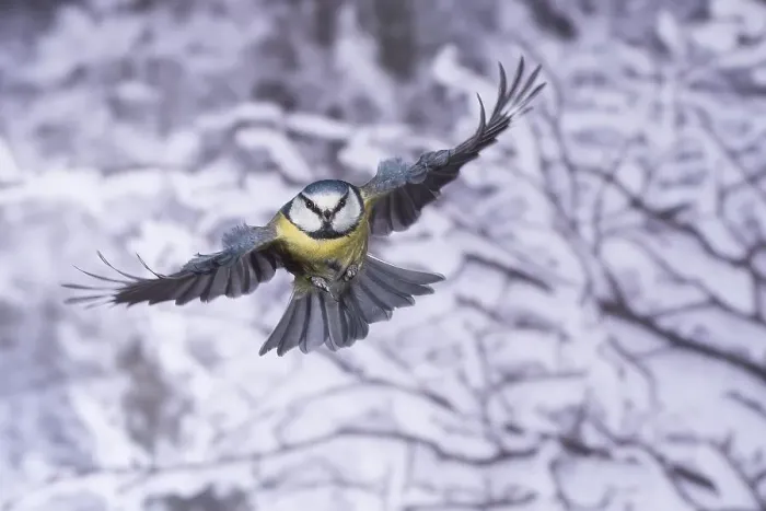 Framed Print : Blue tit (Parus caeruleus), blue tit in flight Framed Print : Blue tit (Parus caeruleus), blue tit in flight