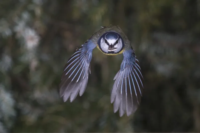 Framed Print : Blue tit (Parus caeruleus), blue tit in flight