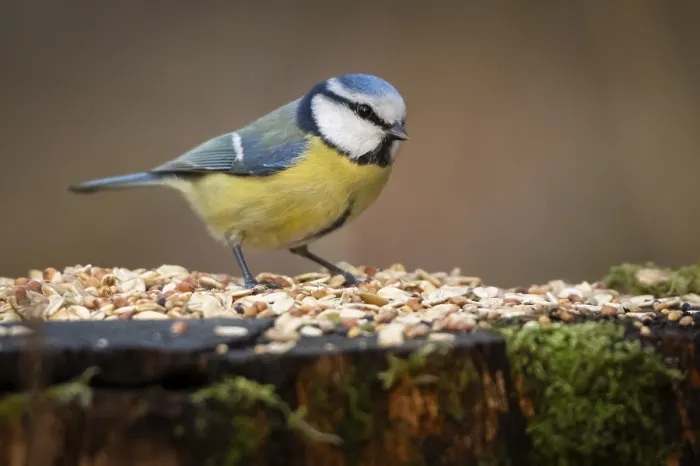 Framed Print : Blue tit (Parus caeruleus) at a feeding site Framed Print : Blue tit (Parus caeruleus) at a feeding site