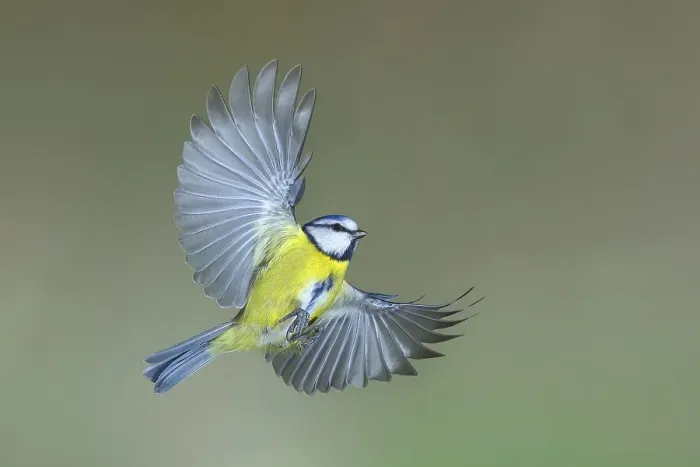 Framed Print : Blue tit (Parus caeruleus) in flight