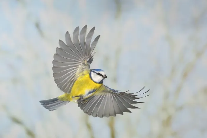 Framed Print : Blue tit (Parus caeruleus), in flight