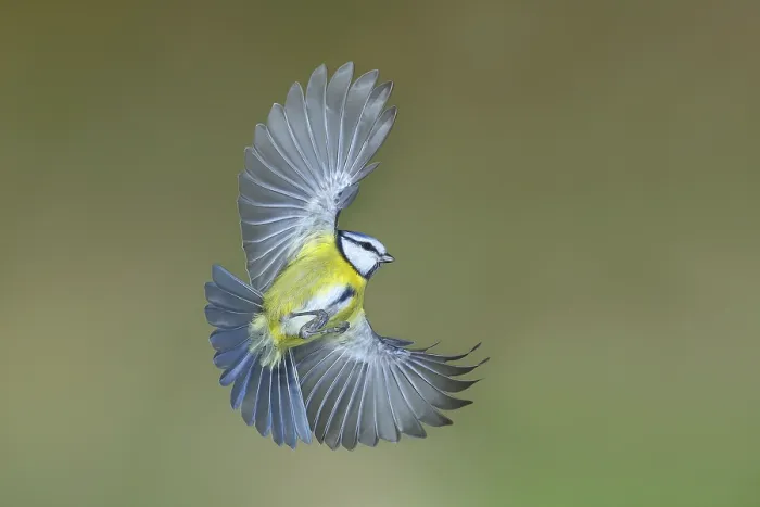 Framed Print : Blue tit (Parus caeruleus) in flight