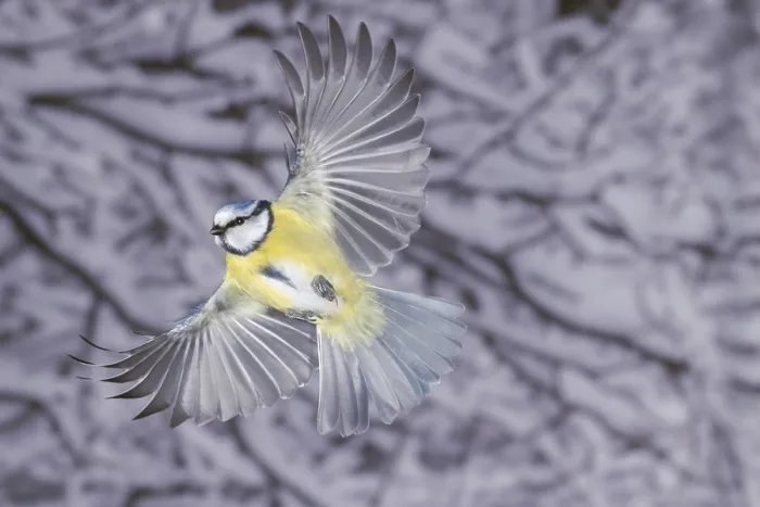 Framed Print : Blue tit (Parus caeruleus) in flight Framed Print : Blue tit (Parus caeruleus) in flight