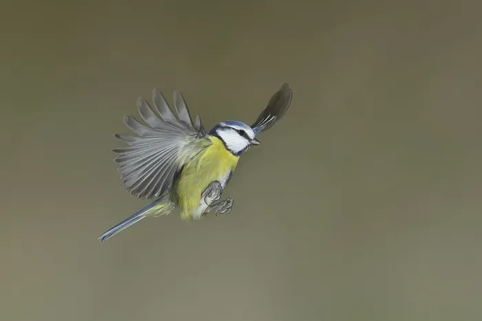 Framed Print : Blue tit (Parus caeruleus) in flight