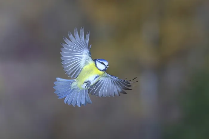 Framed Print : Blue tit (Parus caeruleus) in flight