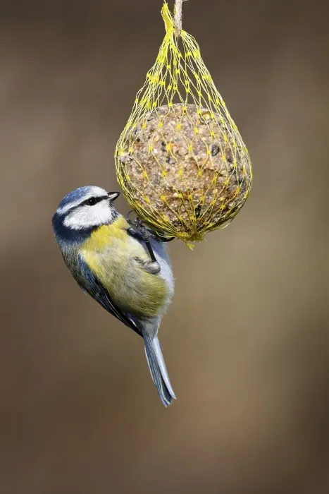 Framed Print : Blue tit (Parus caeruleus) hanging on a fat ball