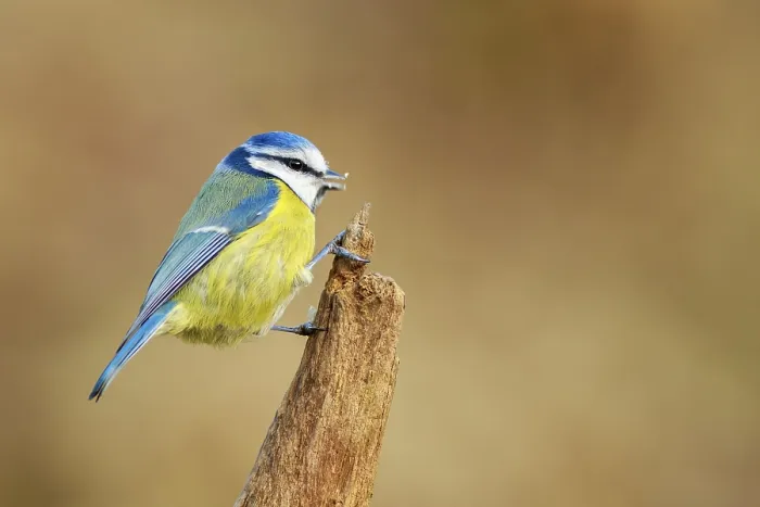 Framed Print : Blue Tit (Parus caeruleus) perched on a branch