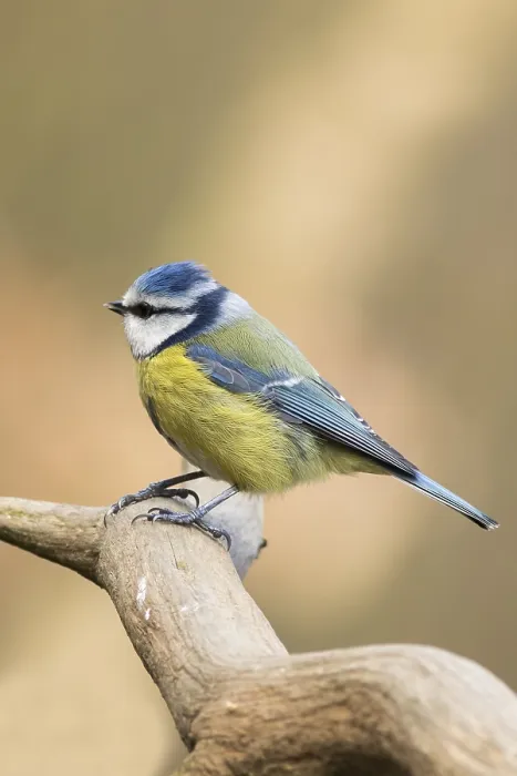 Framed Print : Blue Tit (Parus caeruleus) perched on a branch