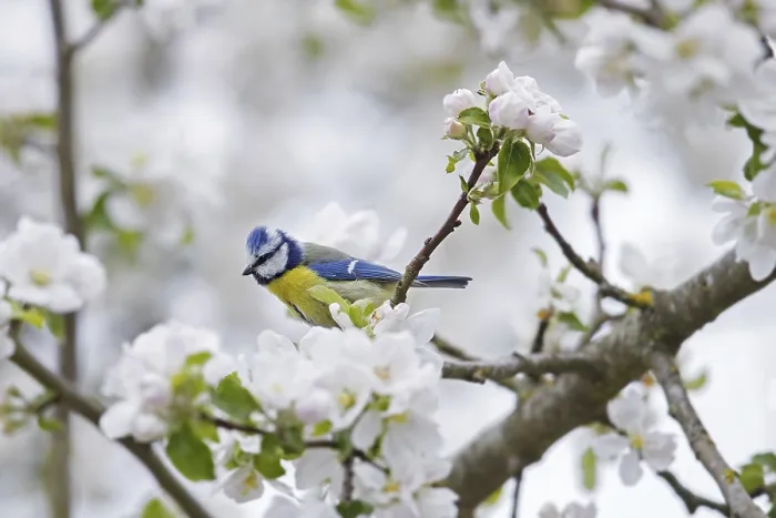 Framed Print : Blue tit (Parus caeruleus) perched in flowering Framed Print : Blue tit (Parus caeruleus) perched in flowering