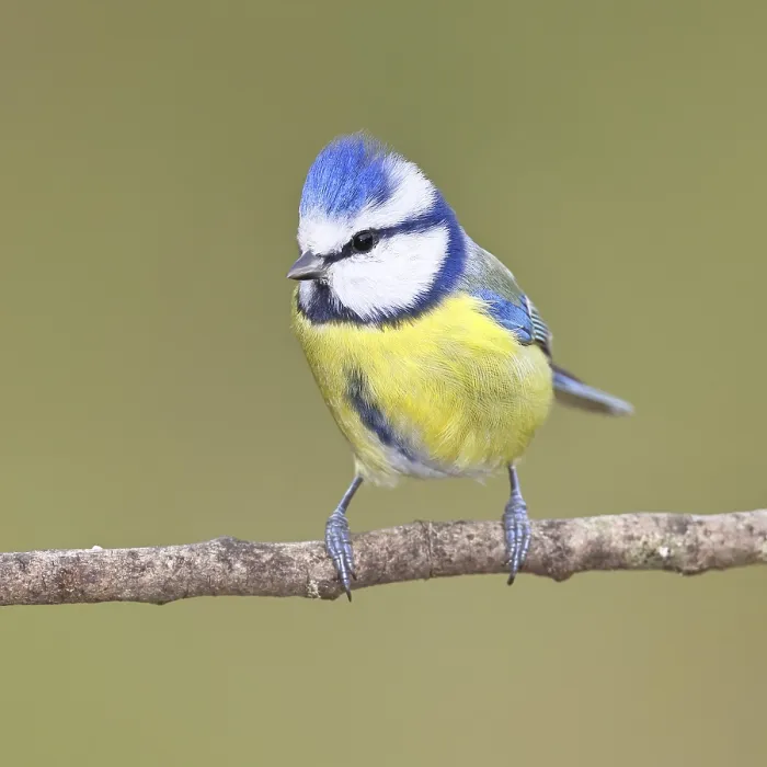 Framed Print : Blue tit (Parus caeruleus), sitting on a branch