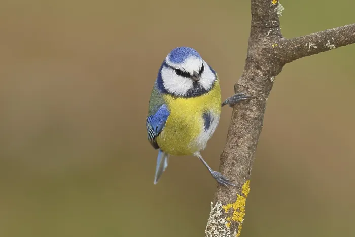 Framed Print : Blue tit (Parus caeruleus), sitting on a branch
