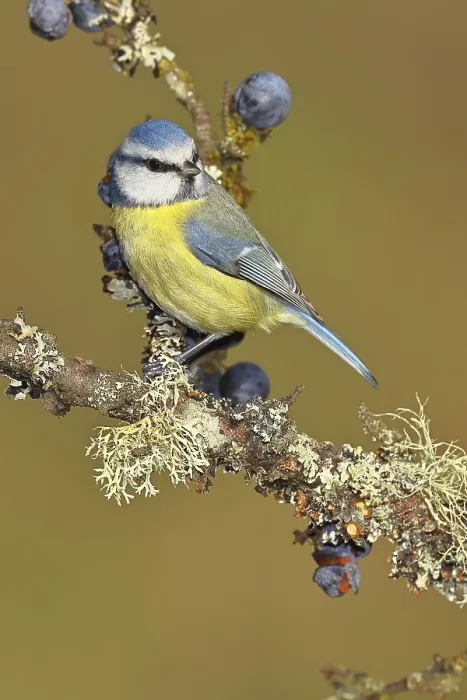 Framed Print : Blue tit (Parus caeruleus), sitting on a branch in a blackthorn bush Framed Print : Blue tit (Parus caeruleus), sitting on a branch in a blackthorn bush