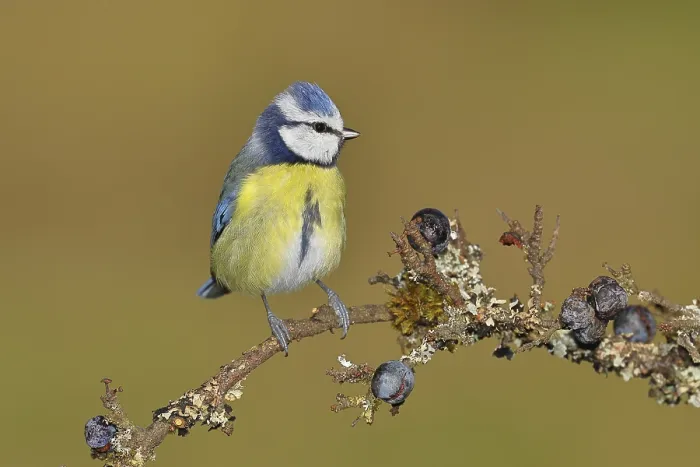 Framed Print : Blue tit (Parus caeruleus), sitting on a branch in a blackthorn bush Framed Print : Blue tit (Parus caeruleus), sitting on a branch in a blackthorn bush