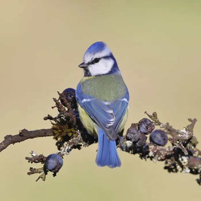 Framed Print : Blue tit (Parus caeruleus), sitting on a branch in a blackthorn bush