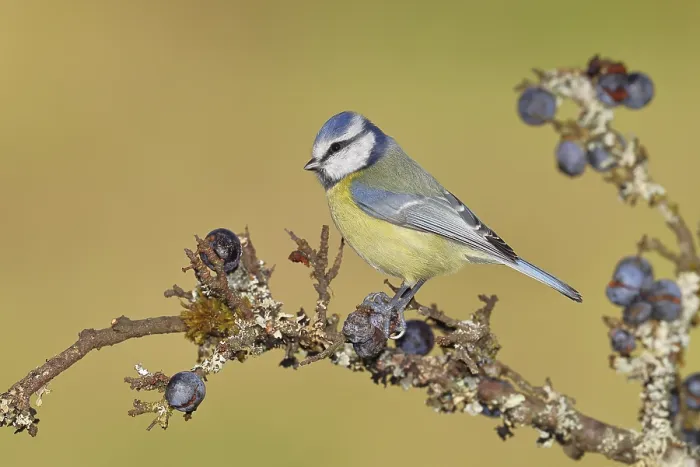 Framed Print : Blue tit (Parus caeruleus), sitting on a branch in a blackthorn bush