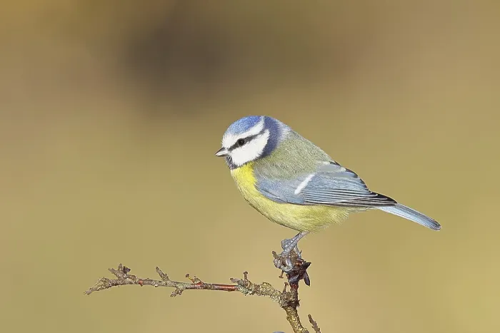 Framed Print : Blue tit (Parus caeruleus), sitting on a branch in a blackthorn bush
