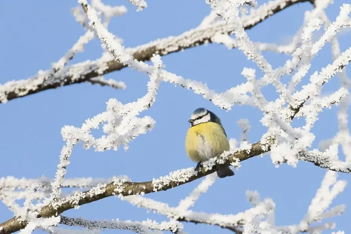 Framed Print : Blue Tit (Parus caeruleus) sitting on branch with hoarfrost