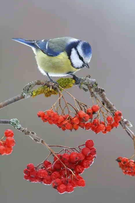 Framed Print : Blue Tit (Parus caeruleus) sitting on a branch of a Mountain Ash (Sorbus aucuparia)
