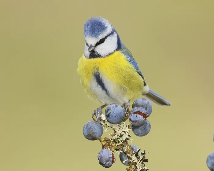 Framed Print : Blue tit (Parus caeruleus) sitting on lichen-covered sloes (Prunus spinosa) branch