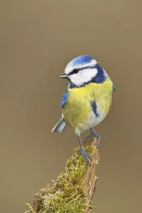 Framed Print : Blue tit (Parus caeruleus), sitting on moss-covered dead wood Framed Print : Blue tit (Parus caeruleus), sitting on moss-covered dead wood
