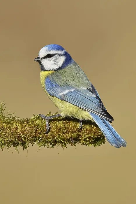 Framed Print : Blue tit (Parus caeruleus), sitting on moss-covered dead wood