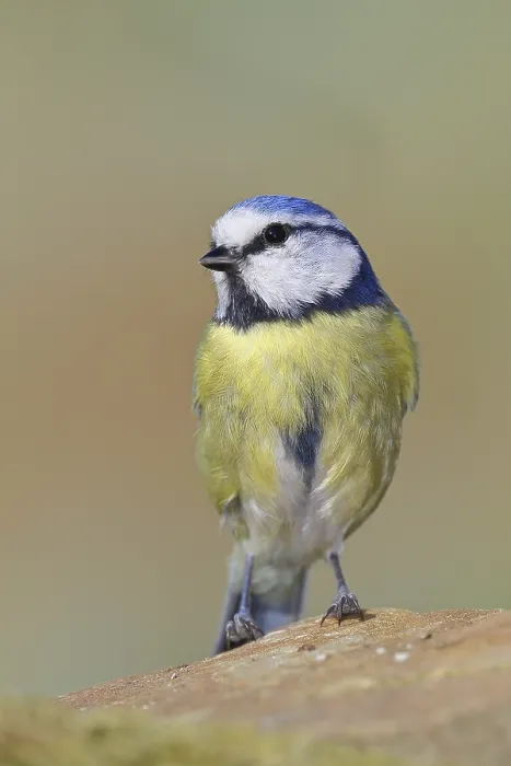 Framed Print : Blue tit (Parus caeruleus), sitting on a stone on the forest floor