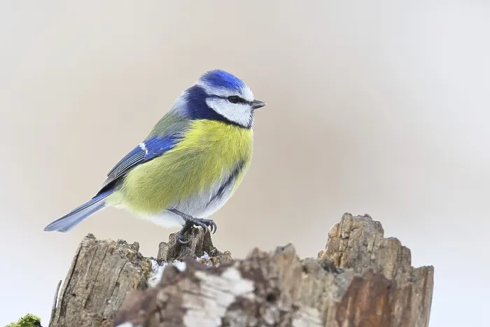 Framed Print : Blue tit (Parus caeruleus), sitting on a tree stump against a white background with snow in winter