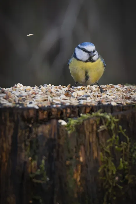 Framed Print : Blue tit (Parus caeruleus) with a sunflower seed in its beak sitting on a tree trunk at a feeding site Framed Print : Blue tit (Parus caeruleus) with a sunflower seed in its beak sitting on a tree trunk at a feeding site