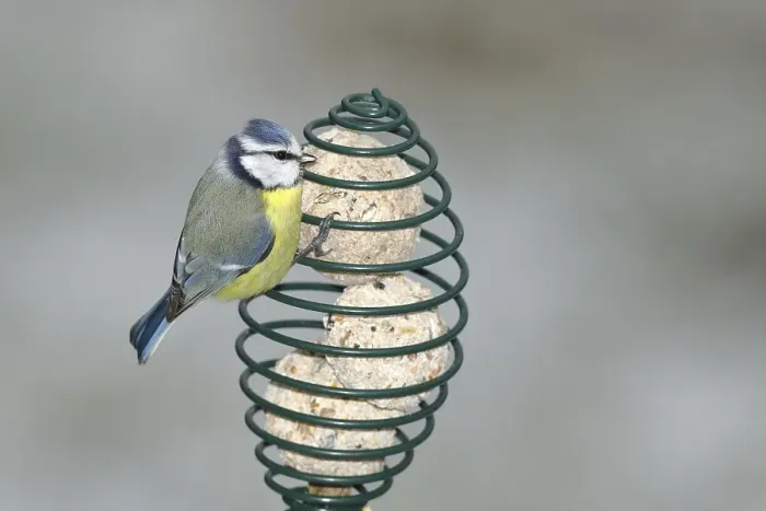 Framed Print : Blue tit (Parus caeruleus) at titmouse dumpling of winter feeding in garden