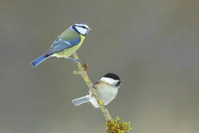 Framed Print : Blue Tit (Parus caeruleus), Willow Tit (Parus montanus) Framed Print : Blue Tit (Parus caeruleus), Willow Tit (Parus montanus)