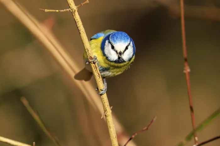 Framed Print : Blue tit sitting upright on a thin branch and looking forwards