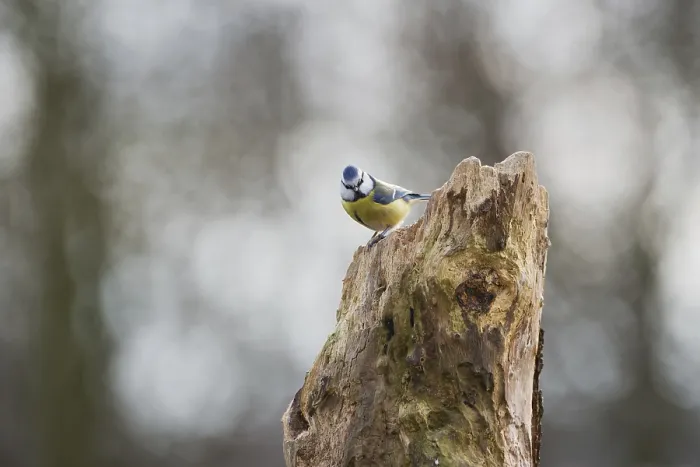 Framed Print : Blue tit on tree trunk