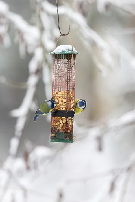 Framed Print : Two Blue tits who eat nuts in a bird feeder
