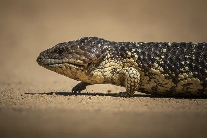 Framed Print : Blue-tongued skink or shingle-backed skink