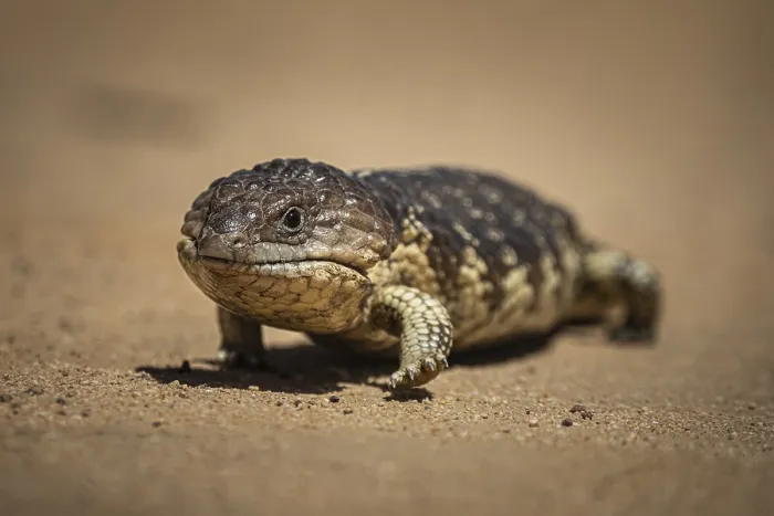 Framed Print : Blue-tongued skink or shingle-backed skink