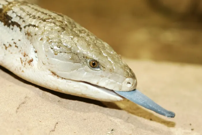Framed Print : Blue-tongued skink, Tiliqua gigas