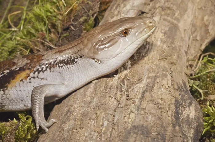 Framed Print : Blue tongued skink, Tiliqua gigas