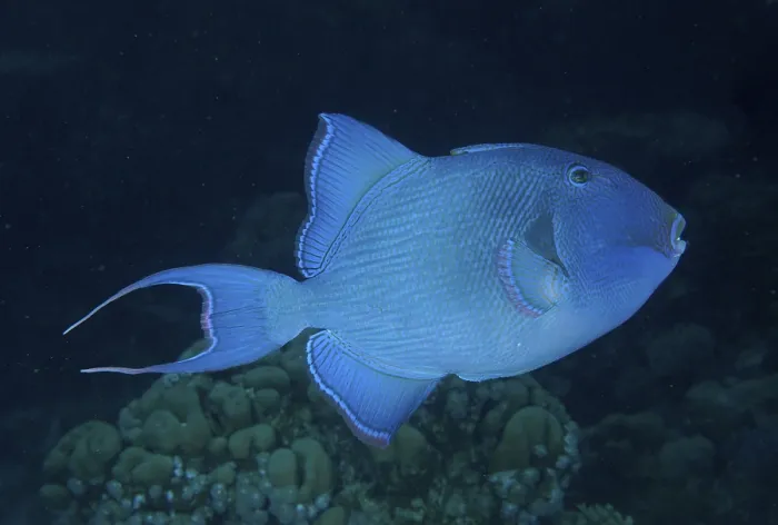 Framed Print : Blue triggerfish (Pseudobalistes fuscus) at night Framed Print : Blue triggerfish (Pseudobalistes fuscus) at night