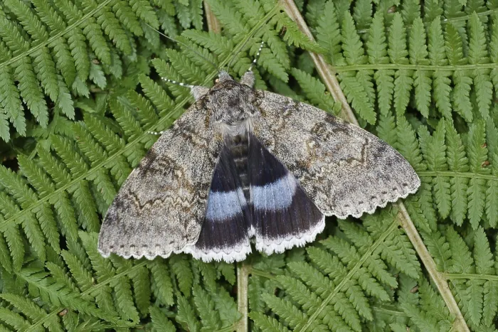 Framed Print : Blue underwing (Catocala owlet moth (Noctuidae)