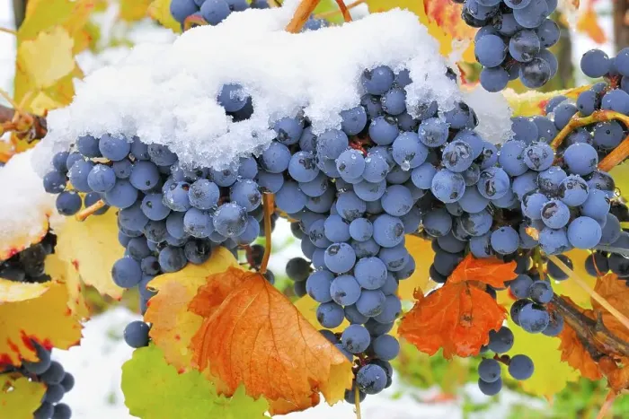 Framed Print : Blue vines with autumn leaves and snow