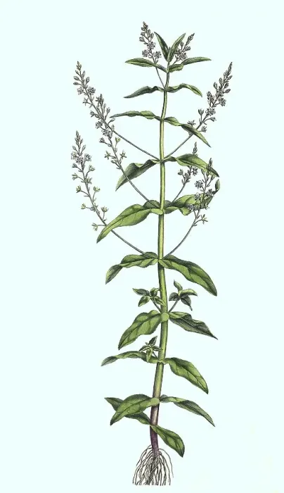 Framed Print : Blue Water Speedwell, Veronica anagallis-aquatica Framed Print : Blue Water Speedwell, Veronica anagallis-aquatica