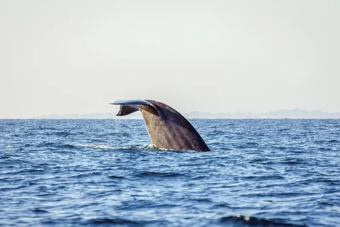 Framed Print : Blue whale tail in the ocean, Sri Lanka