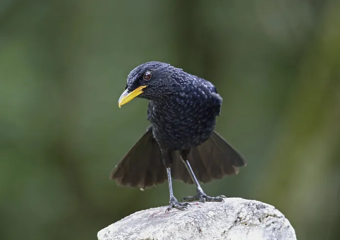 Framed Print : Blue whistling thrush (Myiophonus caeruleus dichrorhynchus)