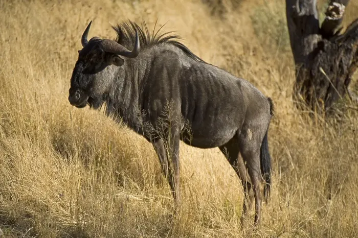 Framed Print : Blue Wildebeest (Connochaetes taurinus) Framed Print : Blue Wildebeest (Connochaetes taurinus)