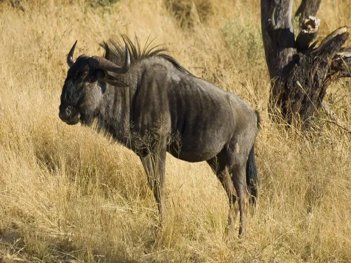 Framed Print : Blue Wildebeest (Connochaetes taurinus) Framed Print : Blue Wildebeest (Connochaetes taurinus)