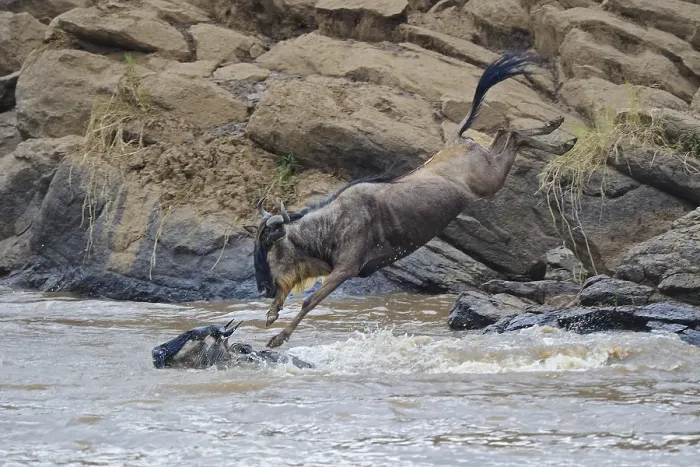 Framed Print : Blue wildebeest (Connochaetes taurinus)