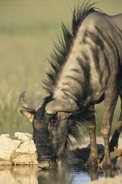 Framed Print : Blue Wildebeest (Connochaetes taurinus)