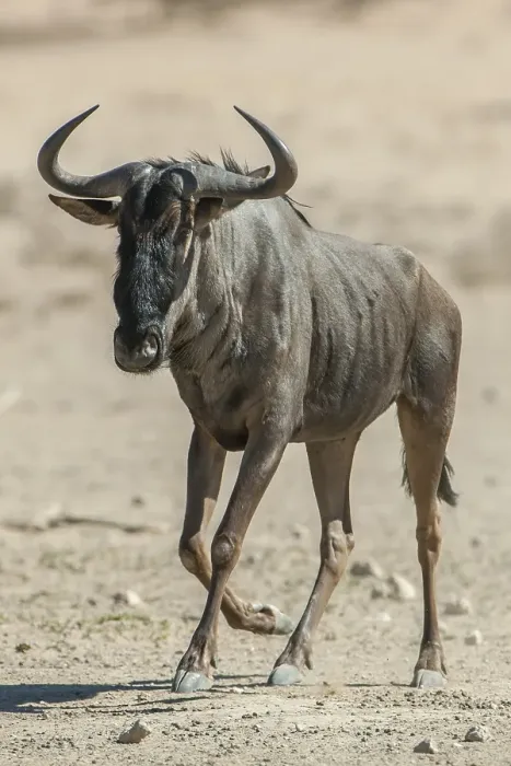 Framed Print : Blue wildebeest (Connochaetes taurinus)